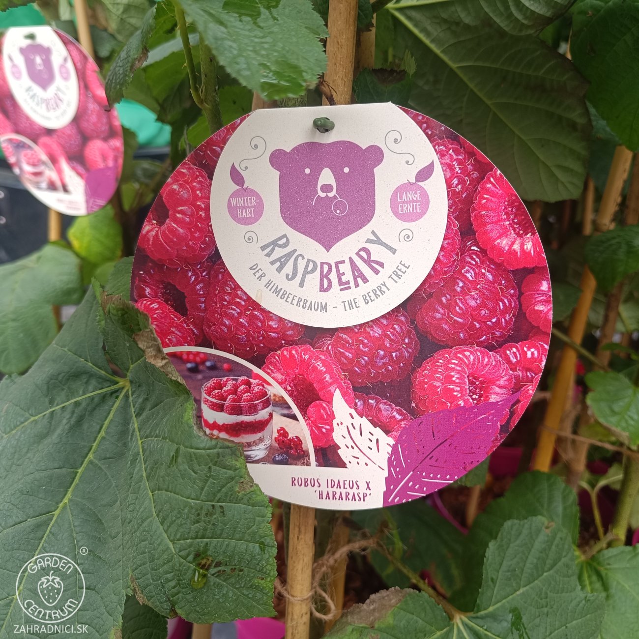 Obrázok Malina - Malinový medveď (Rubus idaeus x 'Hararasp') ´RASPBEARY´® - výška 60-80 cm, kont. C5L - KRÍKOVÁ